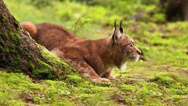 Bei der Jagd kommt dem Luchs seine tarnende Fellfärbung zu Gute.