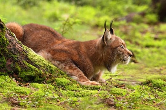 Bei der Jagd kommt dem Luchs seine tarnende Fellfärbung zu Gute.