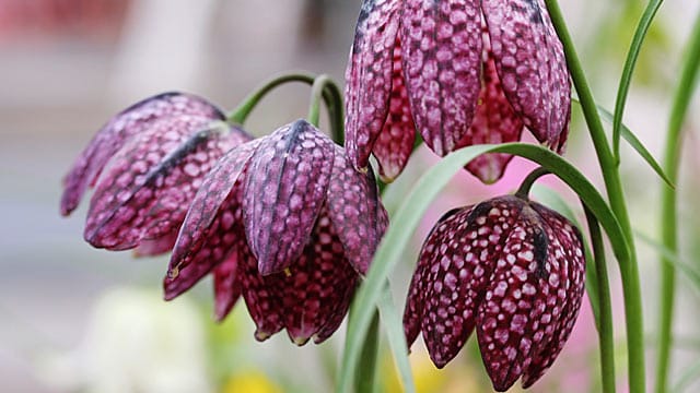 Die Schachbrettblume braucht viel Feuchtigkeit.