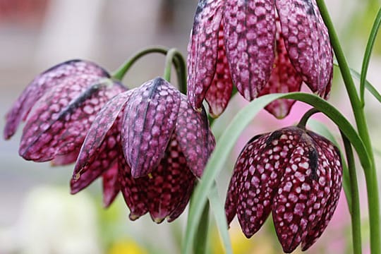 Die Schachbrettblume braucht viel Feuchtigkeit.