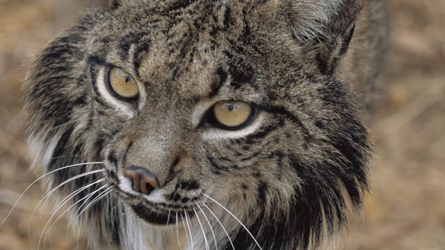 Der Iberische Luchs, auch Pardelluchs, ist vom Aussterben bedroht.