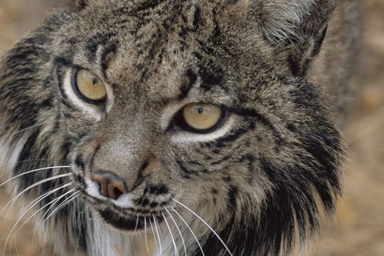 Der Iberische Luchs, auch Pardelluchs, ist vom Aussterben bedroht.