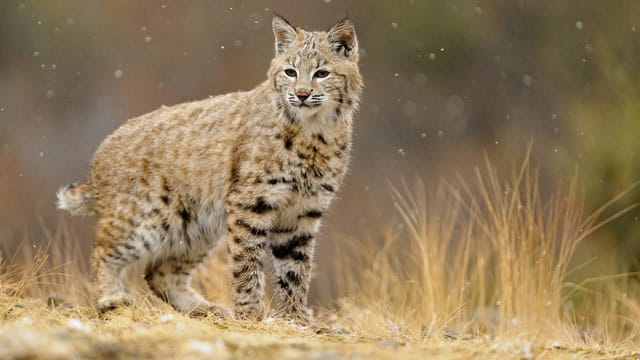 Der Rotluchs ist wesentlich kleiner und anpassungsfähiger als seine Verwandten.