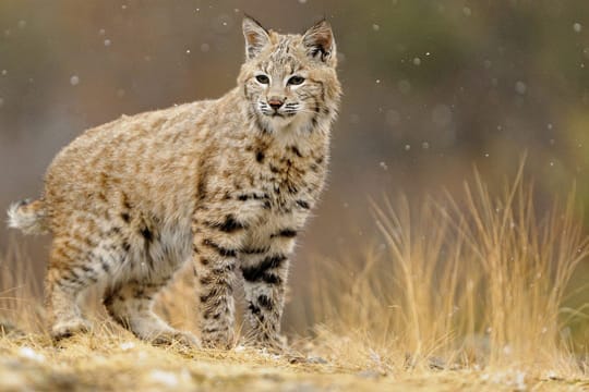 Der Rotluchs ist wesentlich kleiner und anpassungsfähiger als seine Verwandten.