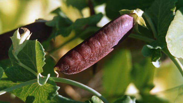 Kapuzinererbsen haben eine charakteristische blau-violette Hülse.