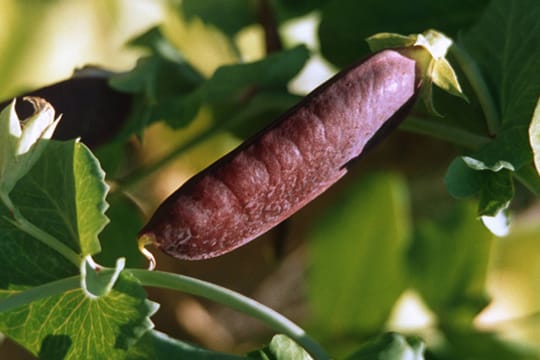 Kapuzinererbsen haben eine charakteristische blau-violette Hülse.