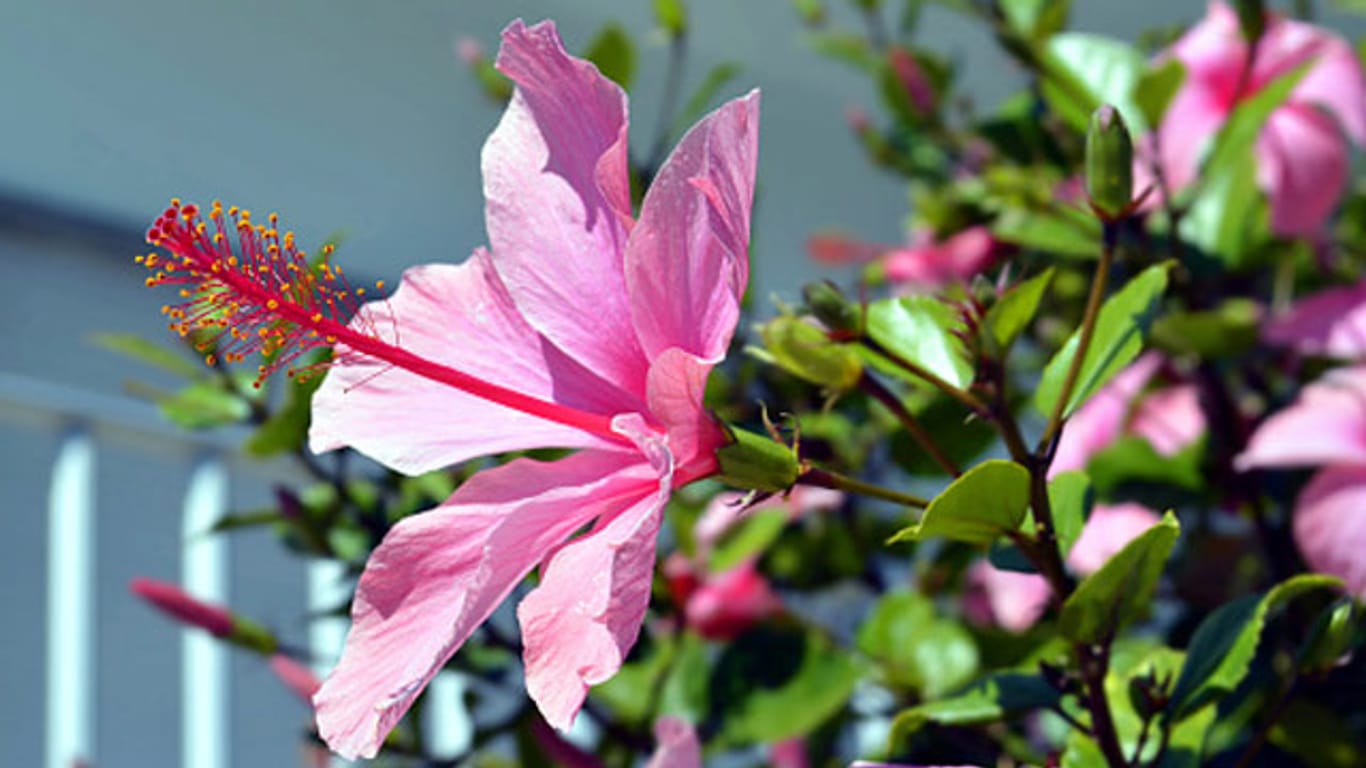 Mit Hibiskus wird Ihr Garten eine Atmosphäre wie im Urlaubsparadies haben.