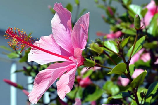 Mit Hibiskus wird Ihr Garten eine Atmosphäre wie im Urlaubsparadies haben.