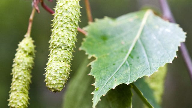 Wer mit Birkenpollen zu kämpfen hat, muss sich für etwa 25 bis 30 Tage auf juckende Augen, Niesanfälle und eine verstopfte Nase einstellen.