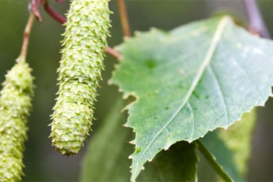 Wer mit Birkenpollen zu kämpfen hat, muss sich für etwa 25 bis 30 Tage auf juckende Augen, Niesanfälle und eine verstopfte Nase einstellen.