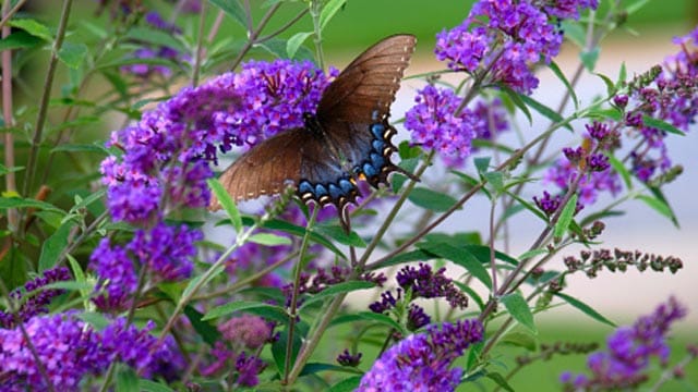 Sommerflieder ist ein echter Hingucke im Garten, dazu auch pflegeleicht.