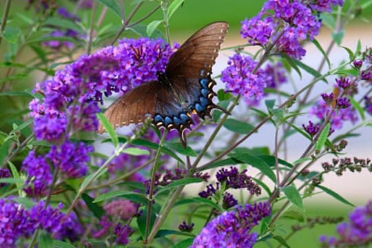 Sommerflieder ist ein echter Hingucke im Garten, dazu auch pflegeleicht.