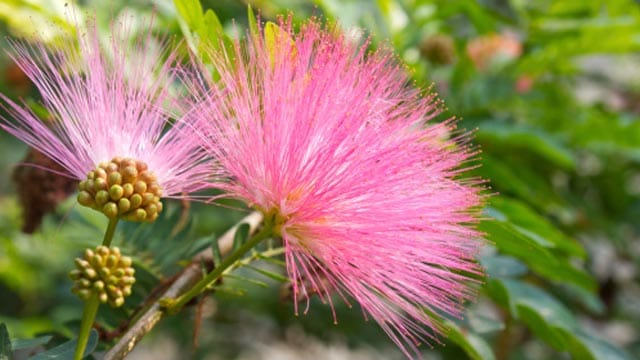 Die Mimosa pudica ist eine empfindliche, aber auch sehr schöne Pflanze.