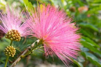 Die Mimosa pudica ist eine empfindliche, aber auch sehr schöne Pflanze.