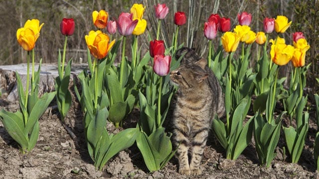 Das in den Tulpenzwiebeln enthaltene Gift Tulipanin, kann für den Stubentiger gefährlich werden.