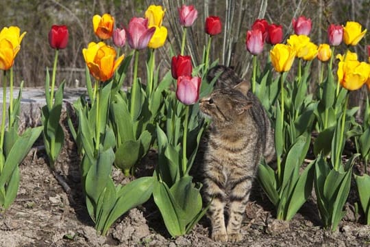 Das in den Tulpenzwiebeln enthaltene Gift Tulipanin, kann für den Stubentiger gefährlich werden.