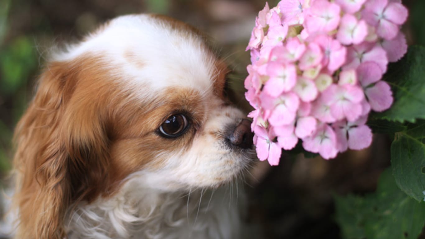 Die in Hortensien enthaltenen Giftstoffe verursachen beim Hund Magen-Darm-Störungen mit blutigem Durchfall.
