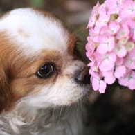 Die in Hortensien enthaltenen Giftstoffe verursachen beim Hund Magen-Darm-Störungen mit blutigem Durchfall.
