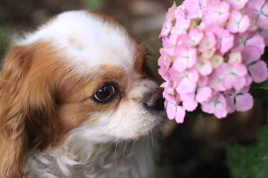 Die in Hortensien enthaltenen Giftstoffe verursachen beim Hund Magen-Darm-Störungen mit blutigem Durchfall.