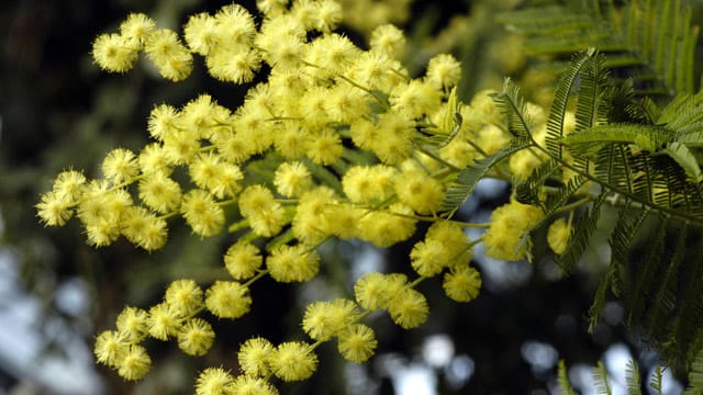 Die leuchtend gelben Blüten duften sehr angenehm und die Pflanze verschönert jeden Balkon oder auch Garten.