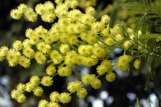 Die leuchtend gelben Blüten duften sehr angenehm und die Pflanze verschönert jeden Balkon oder auch Garten.