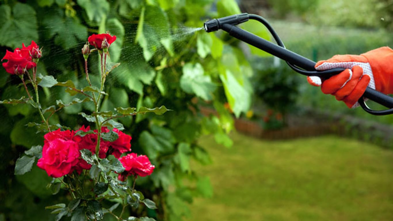 Pflanzenschutz und Schädlingsbekämpfung im Garten klappt auch ohne Gift und Chemie.