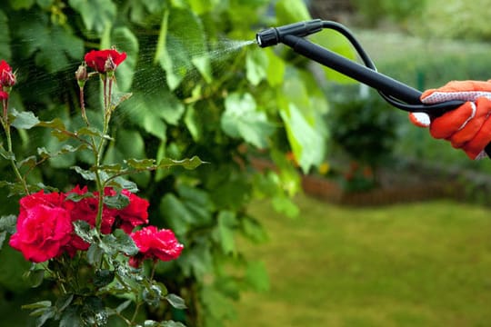 Pflanzenschutz und Schädlingsbekämpfung im Garten klappt auch ohne Gift und Chemie.