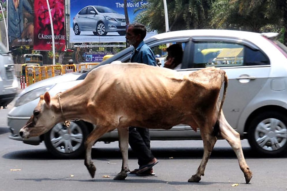 Eine Kuh auf der Straße in der südindischen Stadt Bangalore.