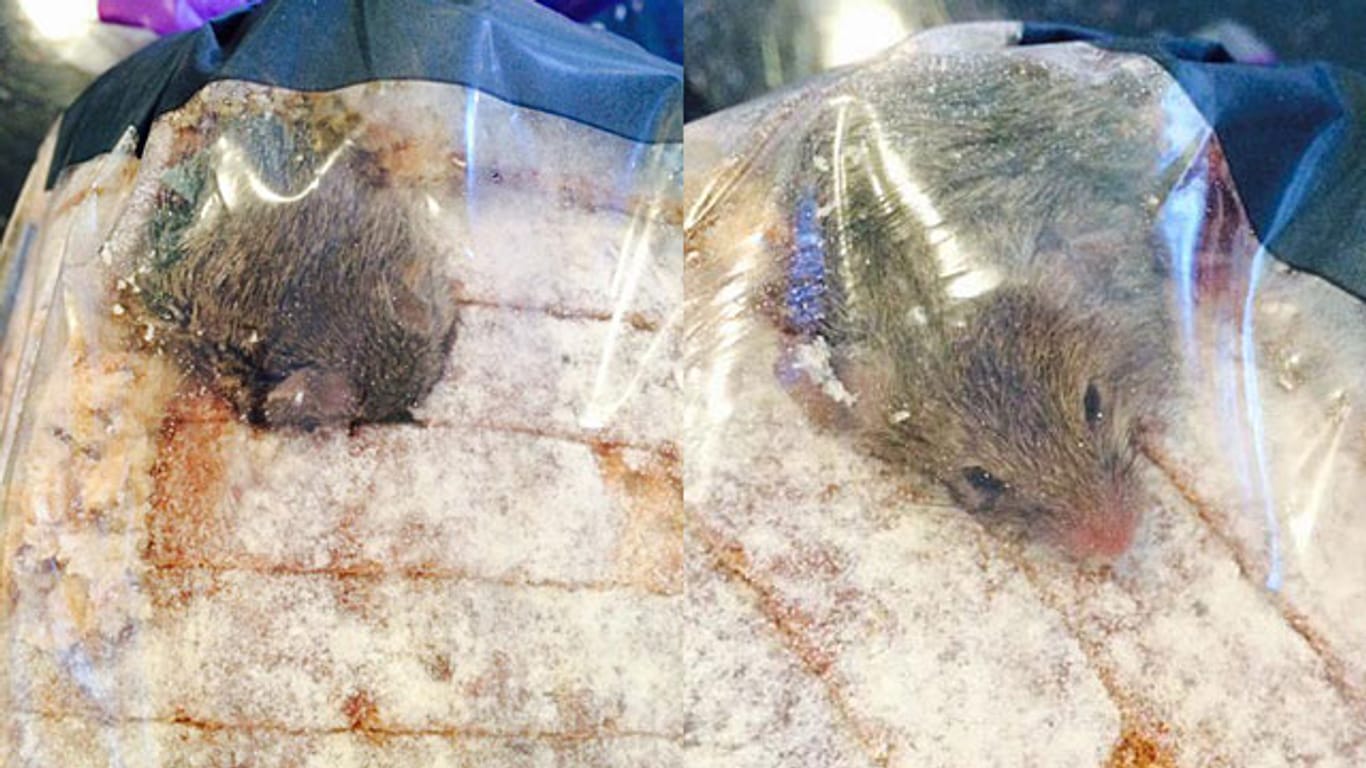 Echt oder gefälscht: In diesem Brot soll sich eine lebende Maus befunden habe.