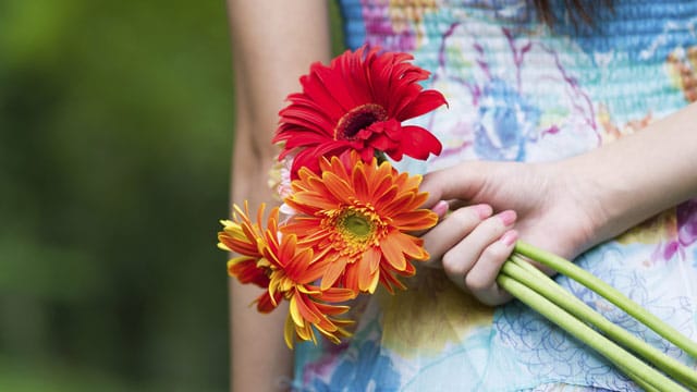 Sag es durch die Blume: Mit der Gerbera lassen sich auch Dinge ausdrücken, die ungesagt bleiben.