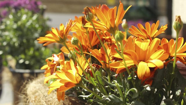 In der Sonne gedeiht die Blütenpracht der Gerbera am Besten.