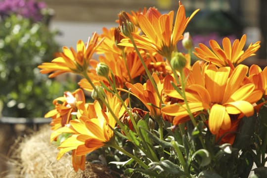 In der Sonne gedeiht die Blütenpracht der Gerbera am Besten.