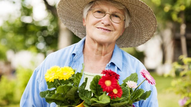 Mit der richtigen Vorgehensweise können Sie Ihre Gerbera ganz ohne Samen vermehren.