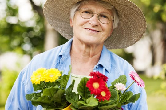 Mit der richtigen Vorgehensweise können Sie Ihre Gerbera ganz ohne Samen vermehren.