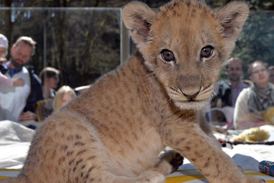 Löwenbaby Malor ist im Eifel-Zoo in Lünebach zurzeit der absolute Star.