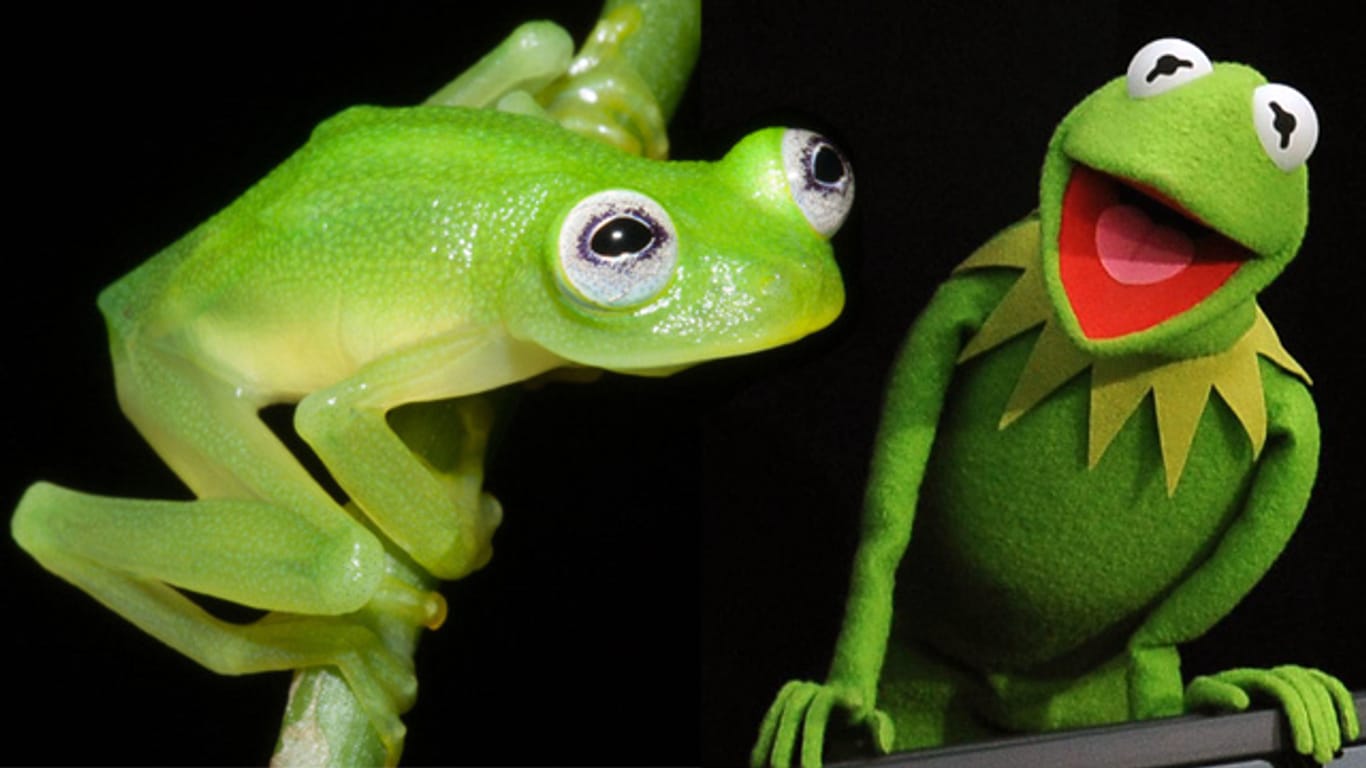 Der neu entdeckte Glasfrosch sieht seinem Artgenossen Kermit aus der "Muppet Show" verblüffend ähnlich.