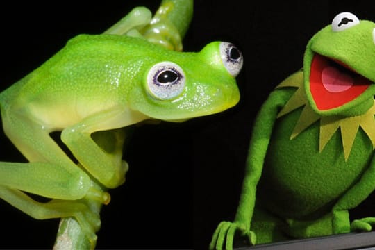 Der neu entdeckte Glasfrosch sieht seinem Artgenossen Kermit aus der "Muppet Show" verblüffend ähnlich.