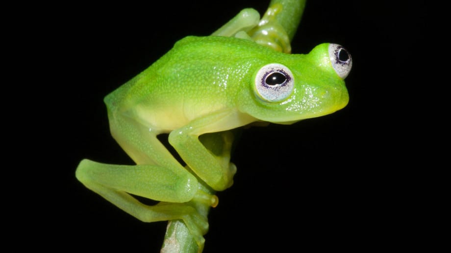 Dieser kleine Glasfrosch wurde in Costa Rica entdeckt. Schon auf den ersten Blick fällt auf, dass er einen prominenten Doppelgänger hat... Dieser kleine Glasfrosch wurde in Costa Rica entdeckt. Schon auf den ersten Blick fällt auf, dass er einen prominenten Doppelgänger hat...