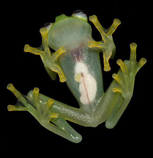 Der Hyalinobatrachium dianae, so der wissenschaftliche Fachausdruck, ist zudem teilweise durchsichtig: Von unten kann man seine inneren Organe sehen. Der Hyalinobatrachium dianae, so der wissenschaftliche Fachausdruck, ist zudem teilweise durchsichtig: Von unten kann man seine inneren Organe sehen.
