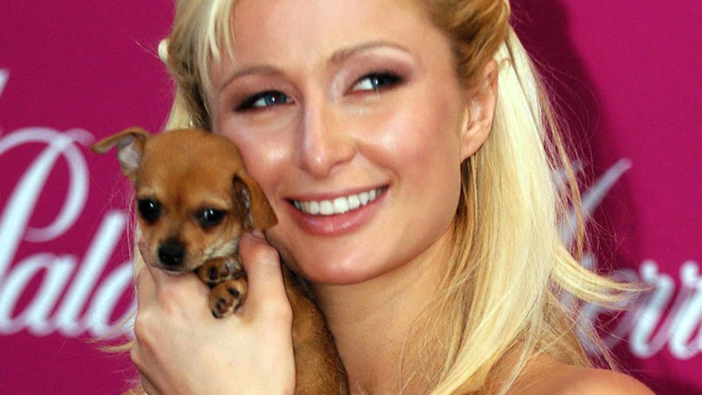Paris Hiltons Chihuahua-Dame Tinkerbell wurde 14 Jahre alt.