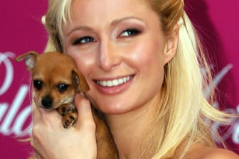 Paris Hiltons Chihuahua-Dame Tinkerbell wurde 14 Jahre alt.