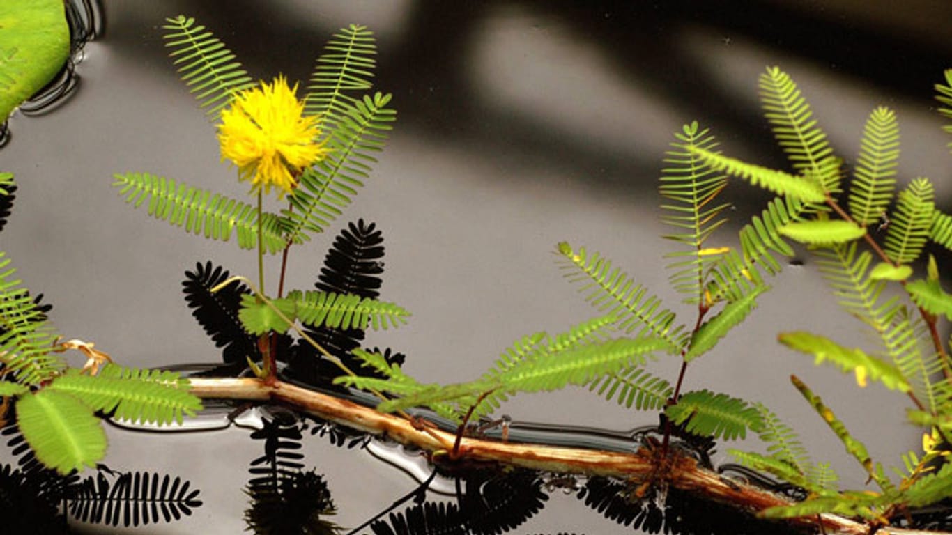 Die Wassermimose ist gut an ihren Fiederblättchen und den gelben oder grünen Kronblättern zu erkennen.