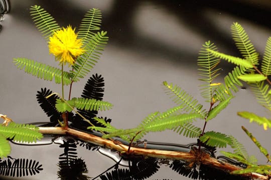 Die Wassermimose ist gut an ihren Fiederblättchen und den gelben oder grünen Kronblättern zu erkennen.