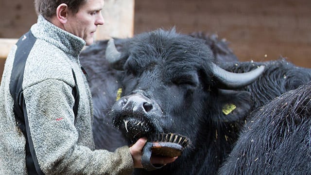 So sieht es aus, ein knuffiges Kabier - ein mit Bier gefüttertes Kalb