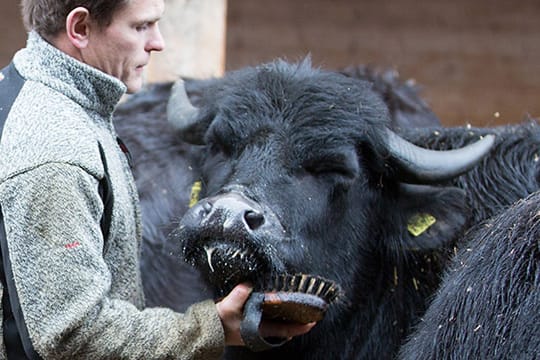 So sieht es aus, ein knuffiges Kabier - ein mit Bier gefüttertes Kalb