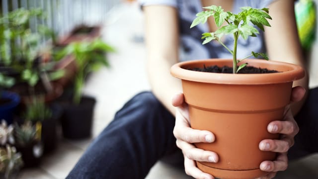 Tomatenpflanzen verschönern Ihren Balkon und belohnen Sie bei der richtigen Pflege mit leckeren Früchten.