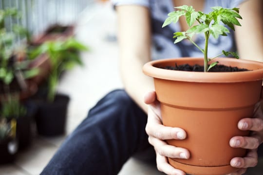 Tomatenpflanzen verschönern Ihren Balkon und belohnen Sie bei der richtigen Pflege mit leckeren Früchten.