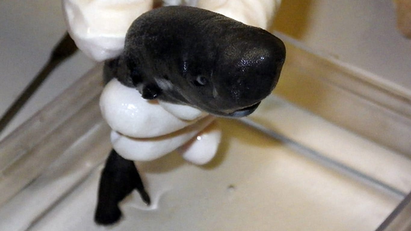 Sieht ein bisschen aus wie winziger Wal: Ein junger Taschenhai wurde aus dem Golf von Mexico gefischt.