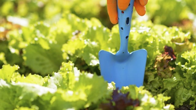 Salat aus dem eigenen Garten schmeckt besonders gut.