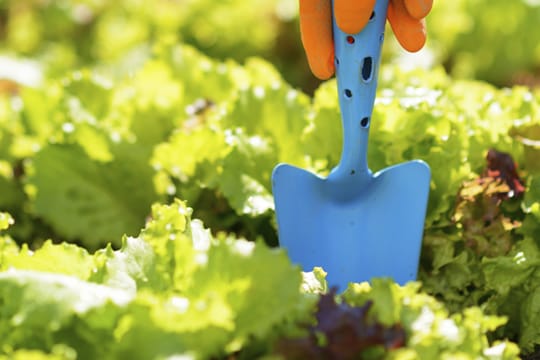 Salat aus dem eigenen Garten schmeckt besonders gut.